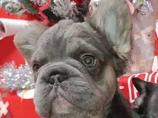 Bulldog Francés perros Bulldog Big rope - Anuncio 10