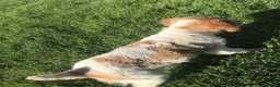 Épagneul Breton perros en venta: Epagneul bretón  en Castellón - Anuncio 7