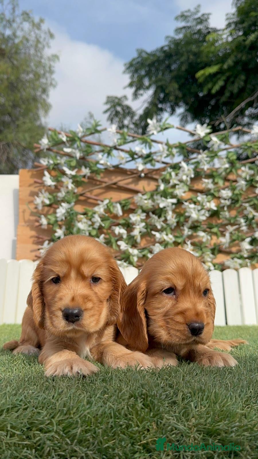 Cocker Spaniel Inglés perros COCKER SPANIEL INGLÉS  - Anuncio 1