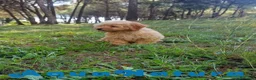 Havapoo perros en venta: Havapoo Macho de Leo y Can 1877 - Anuncio 6
