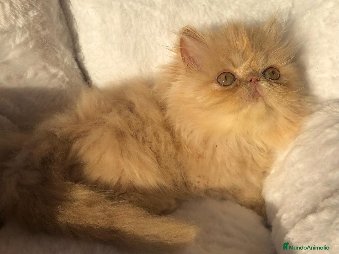 Persa gatos en venta: GATITA PERSA CREMA - Anuncio 2