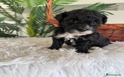 Caniche Toy perros en venta: CANICHE TOY HEMBRA - Imagen 2