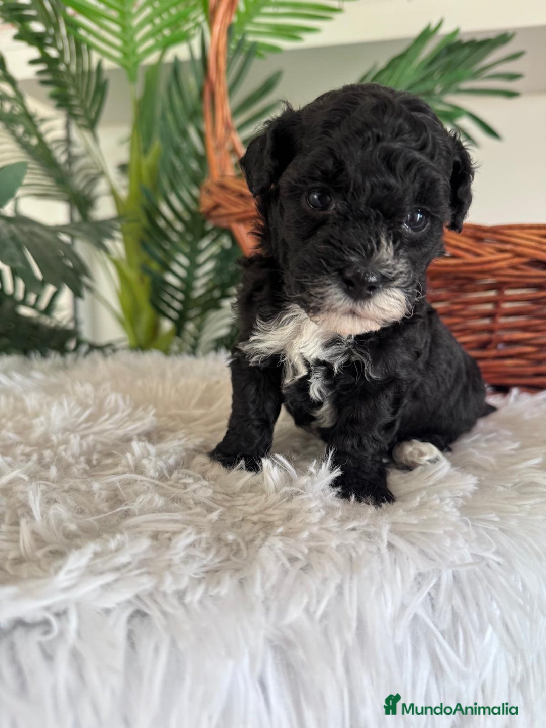 Caniche Toy perros en venta: CANICHE TOY HEMBRA - Imagen 2