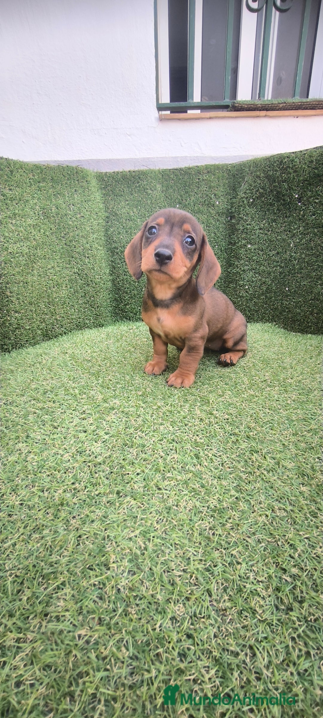 Teckel Miniatura perros en venta: teckel miniatura  - Imagen 25