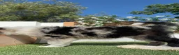 Border Collie perros en venta: BORDER COLLIE - Anuncio 4