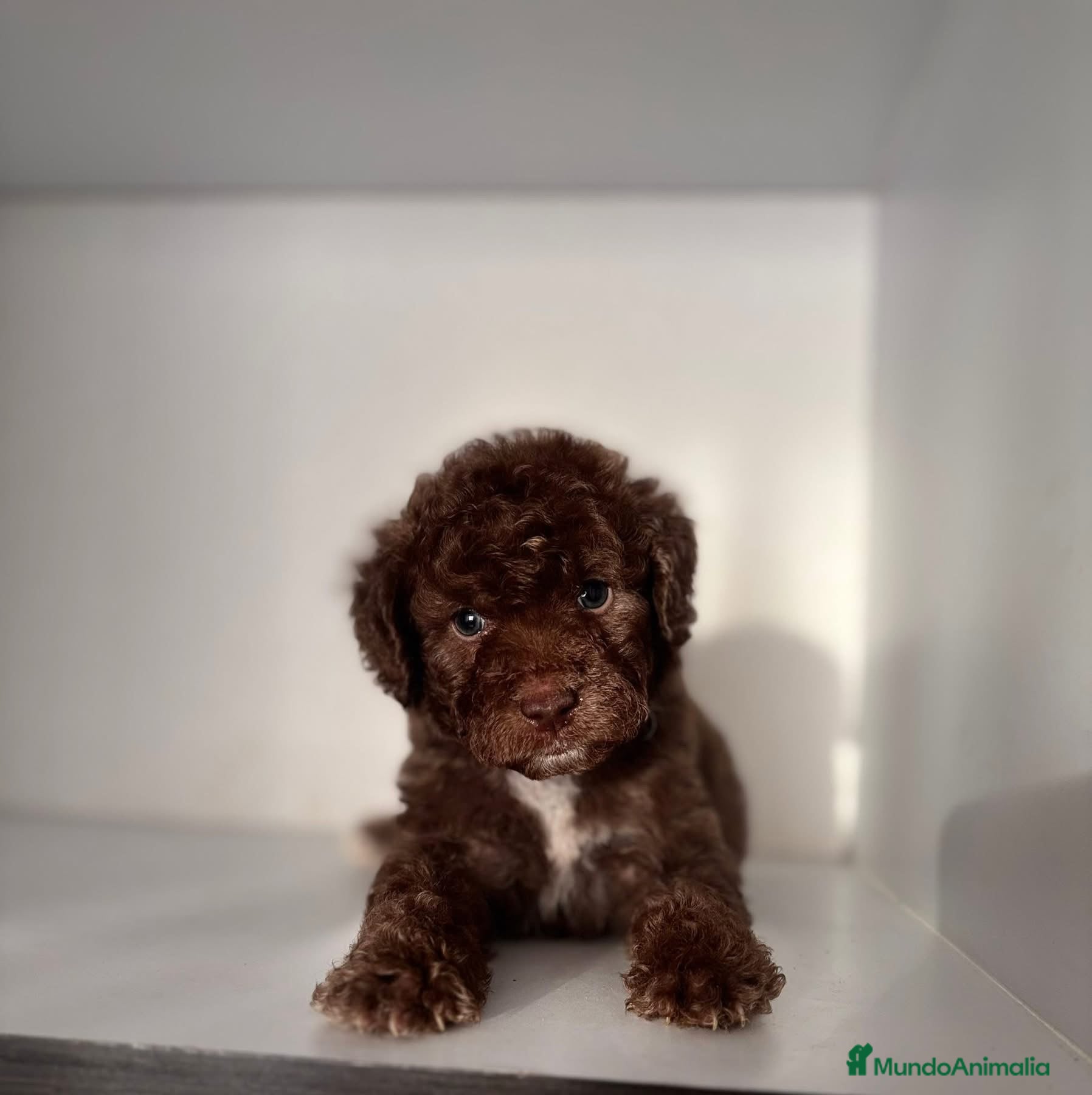 Perro de Agua Español perros en venta: PERRO DE AGUA ESPAÑOL  - Anuncio 7