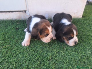 Beagle perros en Almería - Anuncio 4