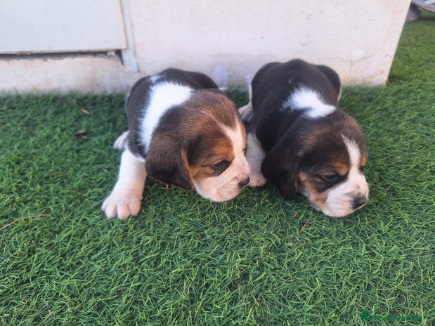 Beagle perros en Almería - Anuncio 3