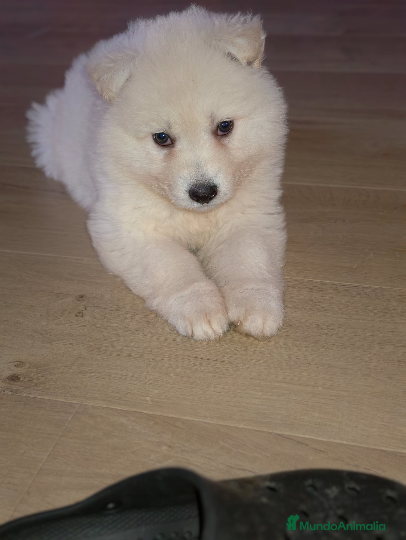 Pastor Blanco Suizo perros Pastor blanco suizo  - Anuncio 1