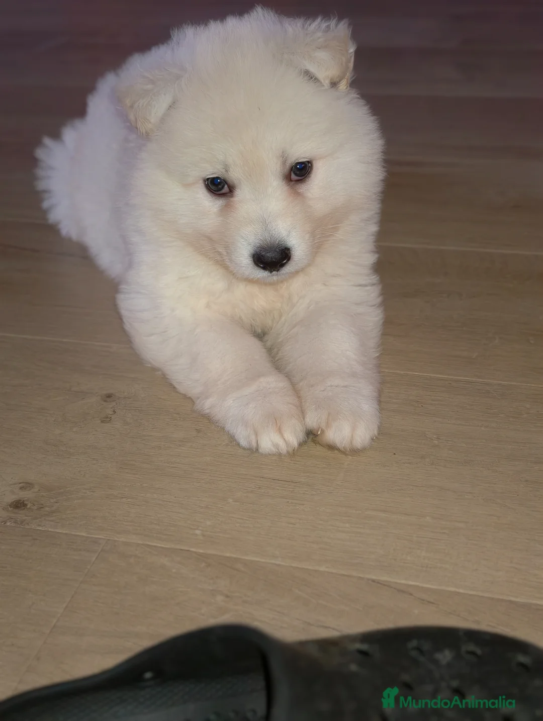 Pastor Blanco Suizo perros en venta: Pastor blanco suizo  - Anuncio 1