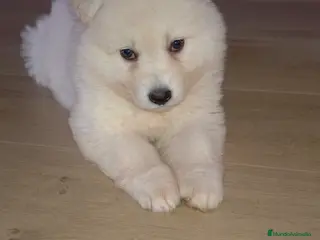 Pastor Blanco Suizo perros Pastor blanco suizo - Anuncio 1