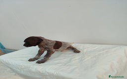 Braco Alemán de Pelo Corto perros en venta: Braco Alemán  - Imagen 5