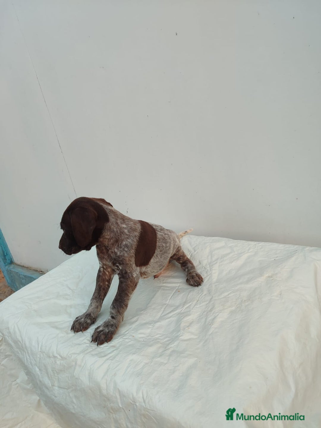 Braco Alemán de Pelo Corto perros en venta: Braco Alemán  - Imagen 5