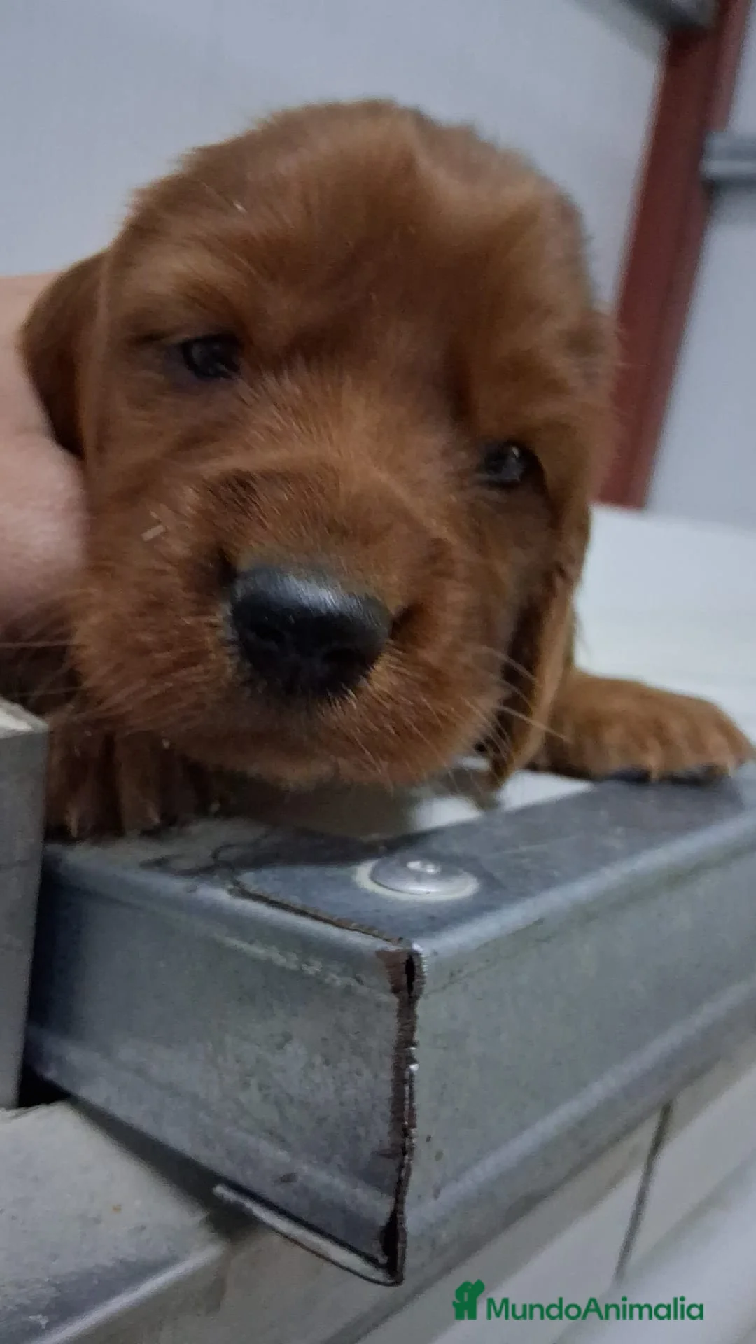 Setter Irlandés Rojo perros en venta: Venta de machitos y hembras de setter irlandés Roj - Anuncio 1