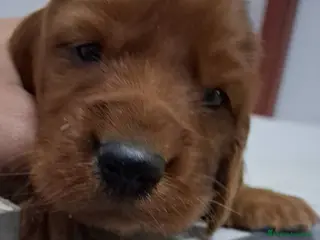 Setter Irlandés Rojo perros Venta de machitos y hembras de setter irlandés Roj - Anuncio 1