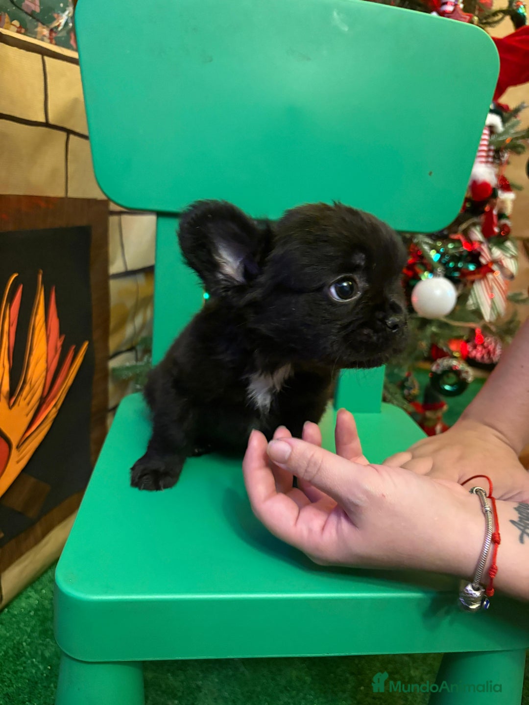 Bulldog Francés perros en venta: Último bulldog francés Fufly!! - Anuncio 5