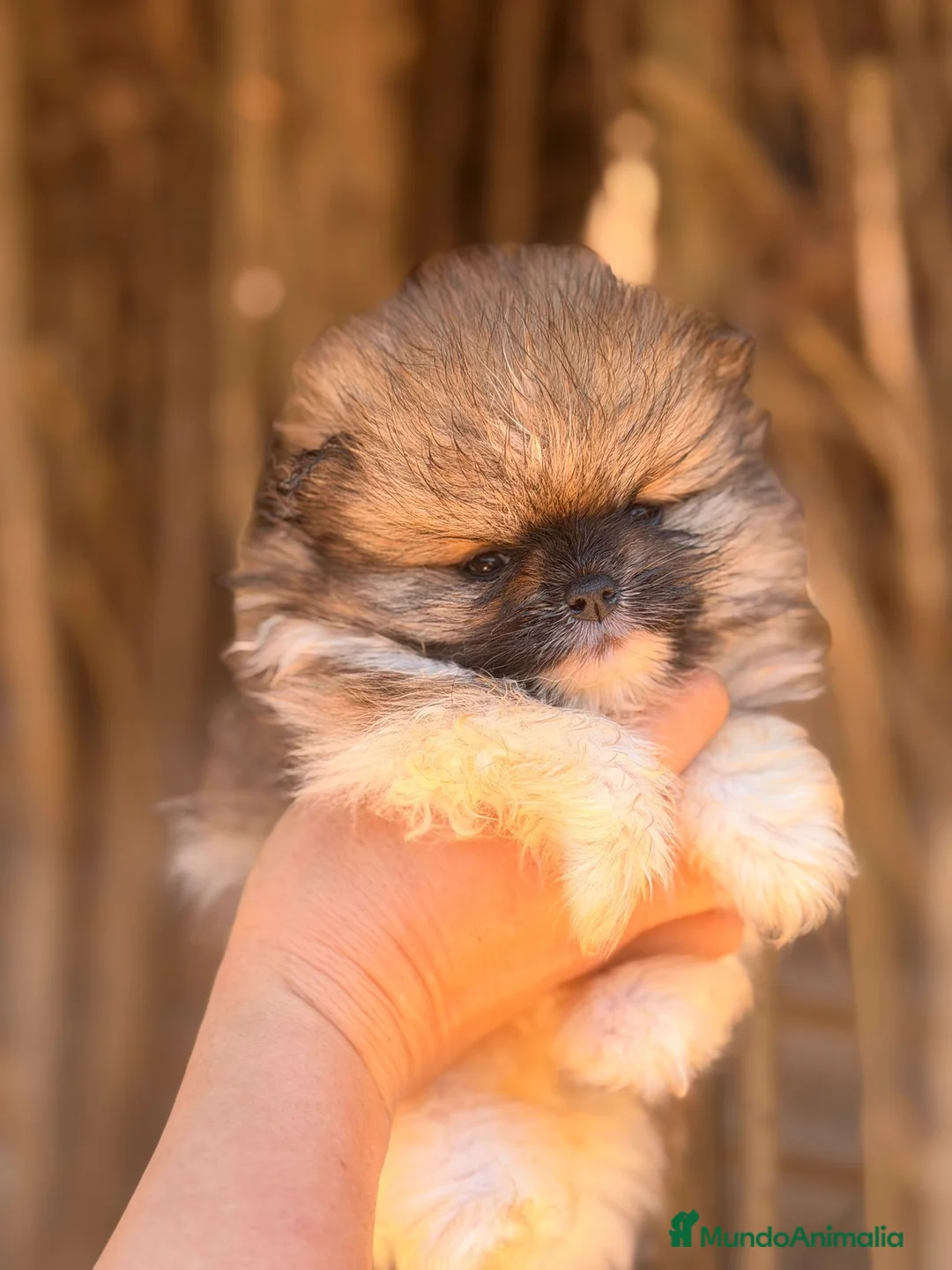 Pomerania perros en venta: POMERANIA MACHO - Anuncio 2