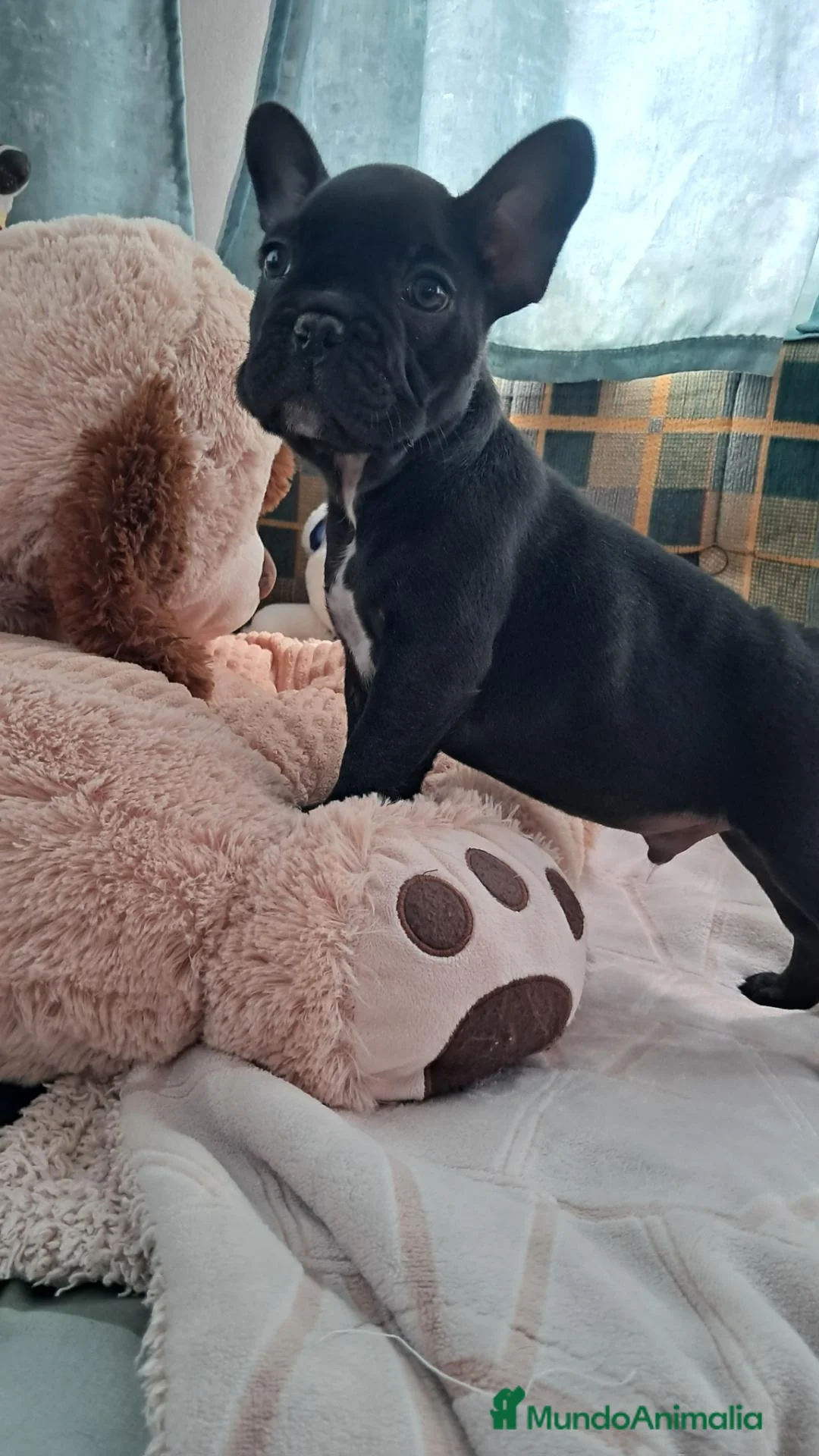 Bulldog Francés perros en venta: Bebés Bulldog Francés  - Anuncio 2