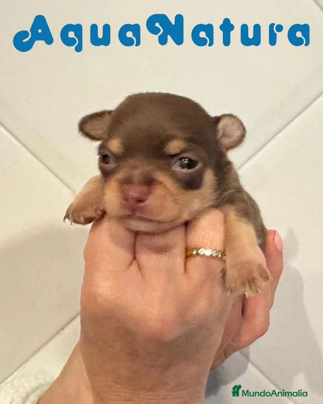 Chihuahua perros en venta: Chihuahua Macho de Clarita y Choc AQUANATURA - Anuncio 4