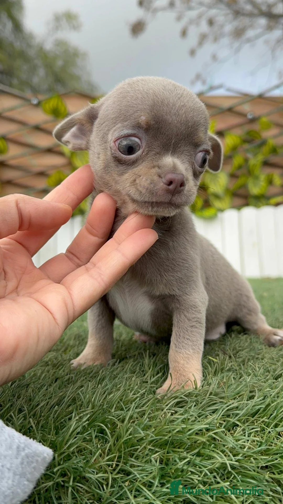 Chihuahua perros en venta: CHIHUAHUA MACHO - Anuncio 9