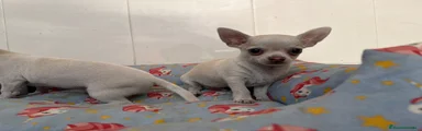 Chihuahua 1