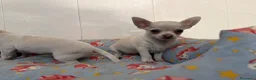 Chihuahua perros en venta: Cachorro chihuahua macho y hembra vainilla - Anuncio 1