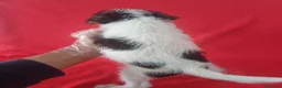 Fox Terrier de Pelo Duro perros en venta: Foxterrier Pelo Duro  - Anuncio 3