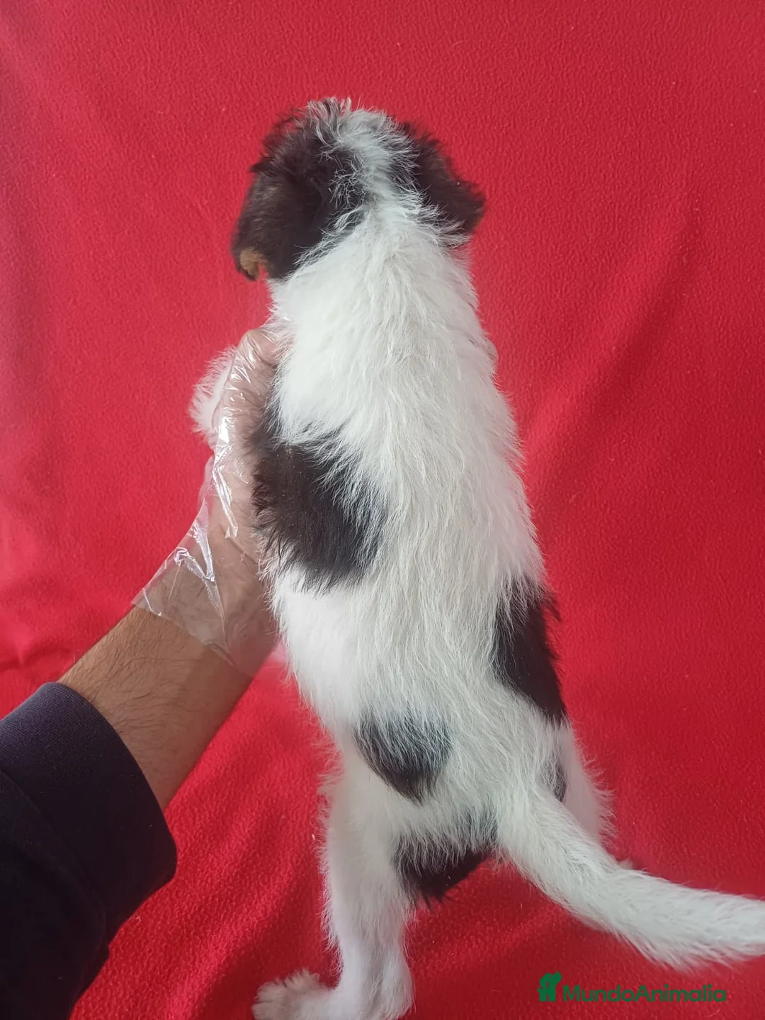 Fox Terrier de Pelo Duro perros en venta: Foxterrier Pelo Duro  - Anuncio 3