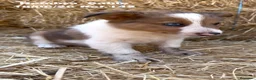 Border Collie perros en venta: BORDER COLLIE DE VILLA BIZNAGA - Anuncio 16
