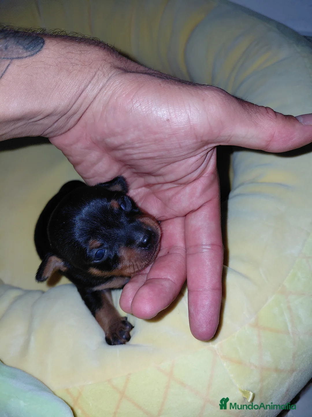 Pinscher Miniatura perros en venta: Pincher negro fuego - Anuncio 2