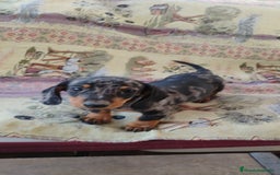 Teckel perros en venta: Machito teckel arlequín miniatura  - Imagen 2