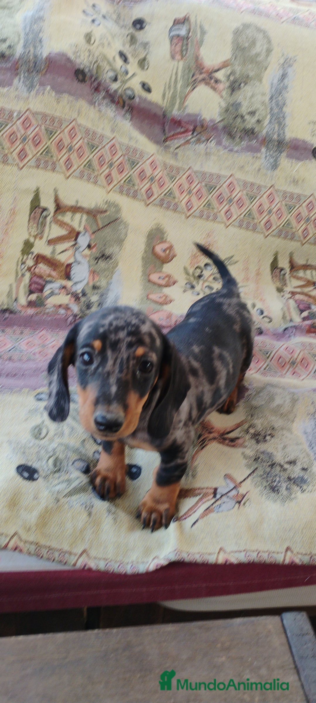 Teckel perros en venta: Machito teckel arlequín miniatura  - Imagen 2