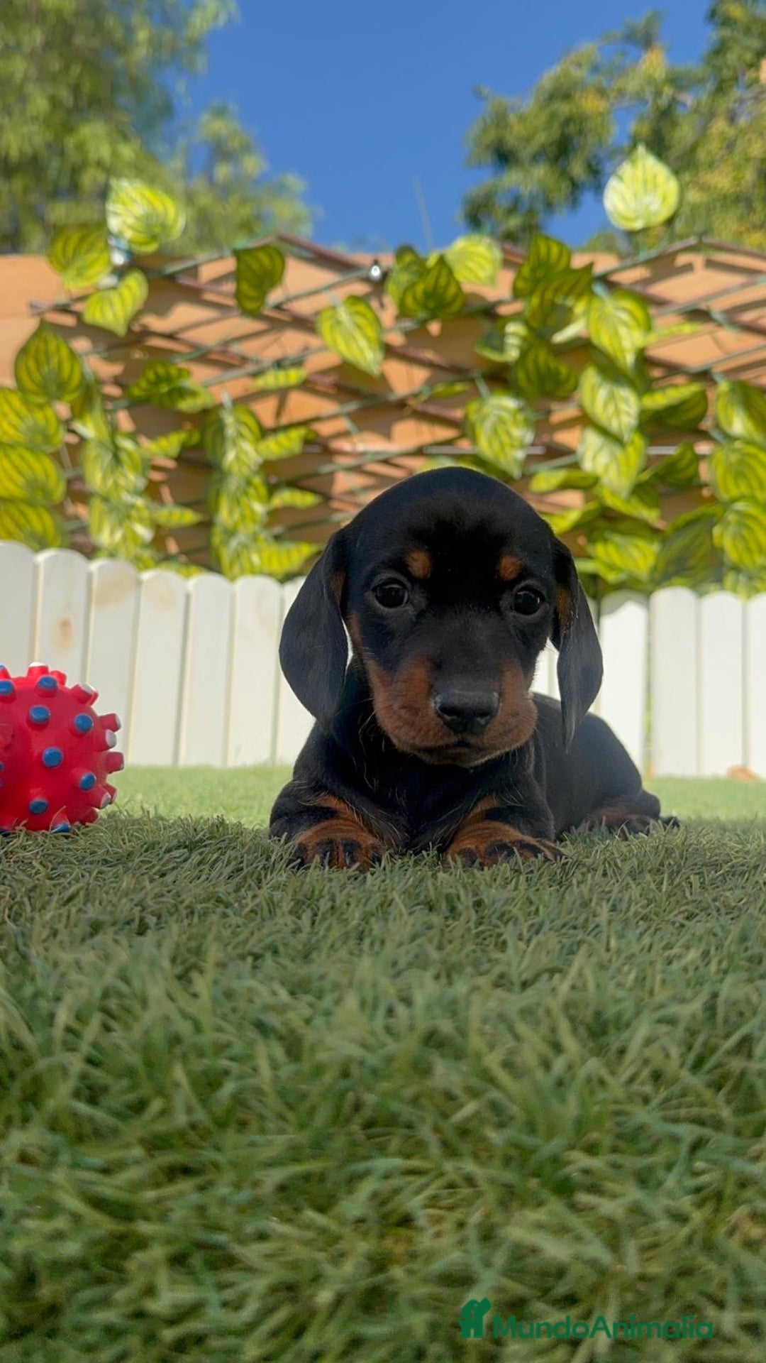 Teckel Miniatura perros en venta: TECKEL MINIATURA  - Imagen 19
