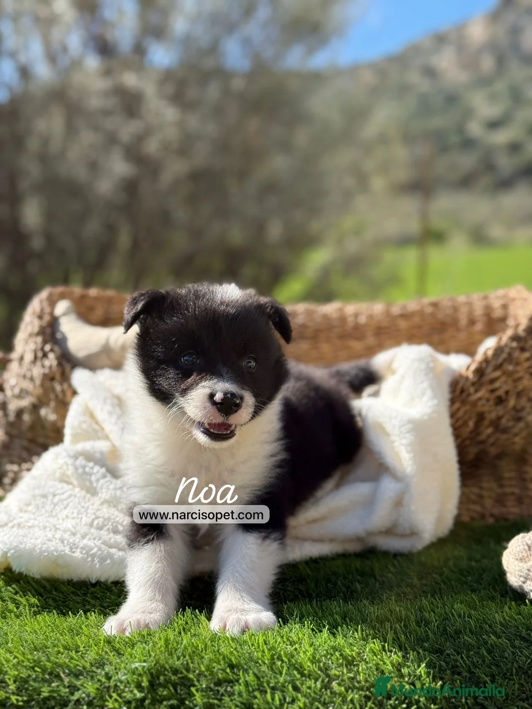 Border Collie perros en venta: BORDER COLLIE MACHO - Anuncio 4