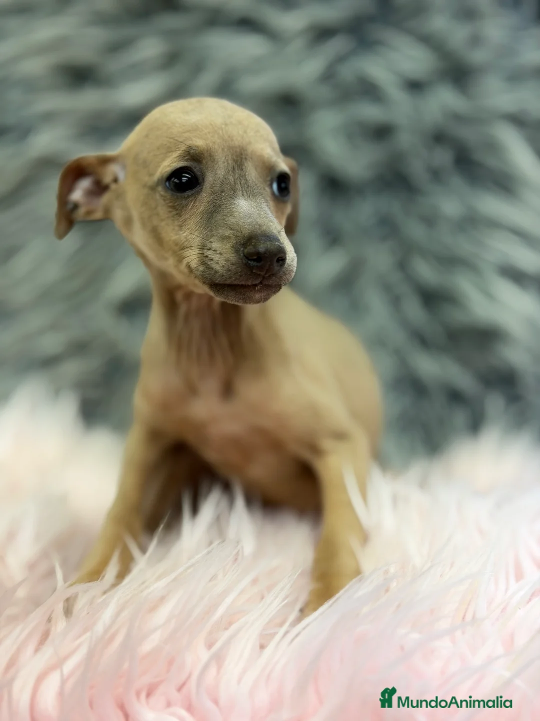 Pequeño Lebrel Italiano perros en venta: Piccolo italiano Isabella  - Anuncio 2