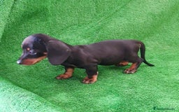 Teckel perros en venta: Teckel kanichen  - Imagen 1