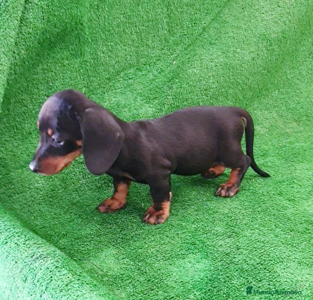 Teckel perros en venta: Teckel kanichen  - Imagen 1