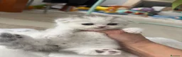 Scottish Fold gatos en venta: Scottish fold - Anuncio 4