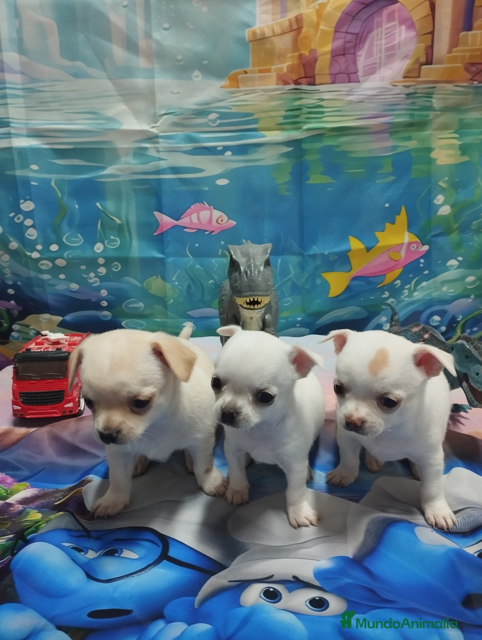 Chihuahua perros Chihuahuas Toy Cabeza de manzana - Anuncio 1