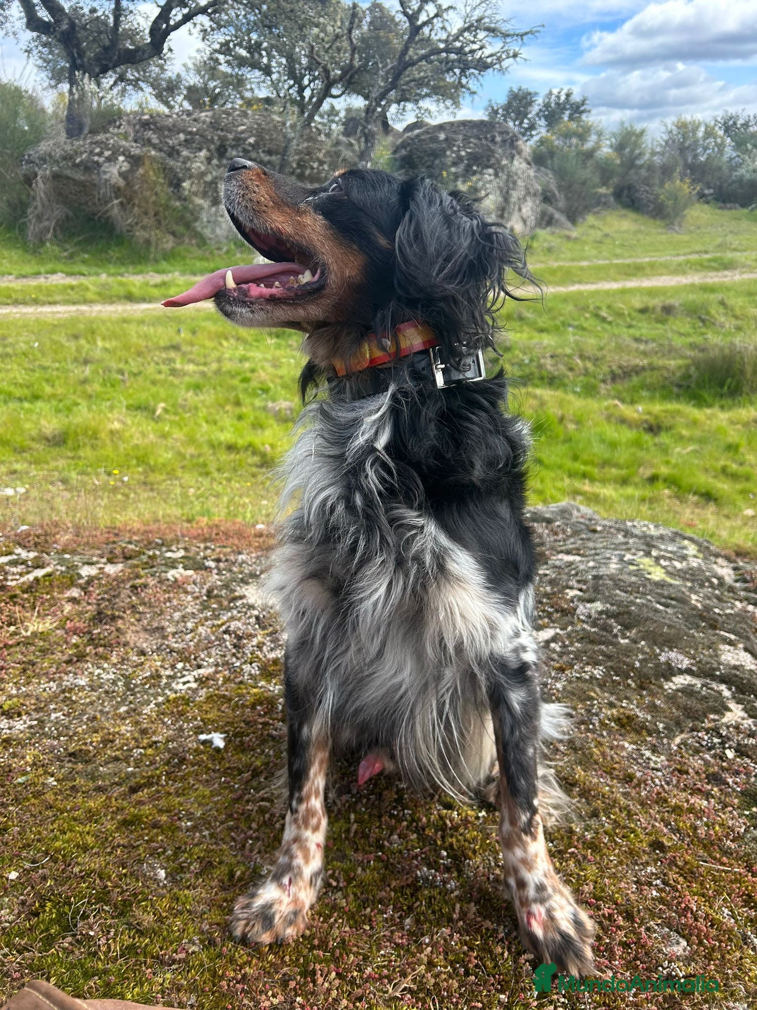 Épagneul Breton perros Cachorros spanier breton  - Anuncio 1