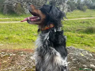 Épagneul Breton perros Cachorros spanier breton - Anuncio 1