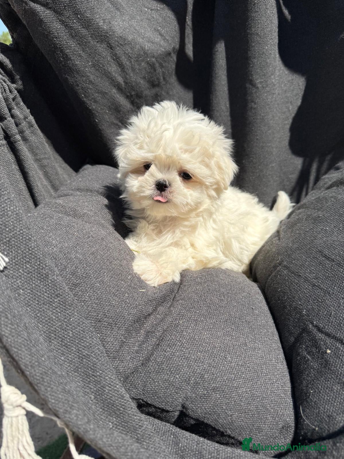 Bichón Maltés perros Bichon Maltés Mini disponible  - Anuncio 2