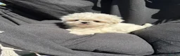 Bichón Maltés perros en venta: Bichon Maltés Mini disponible  - Anuncio 1
