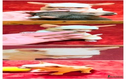 Chihuahua perros en venta: Precioso cachorro chihuahua  - Anuncio 4