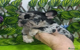 Bulldog Francés perros en venta: Impresionantes bulldog varios colores  - Imagen 6
