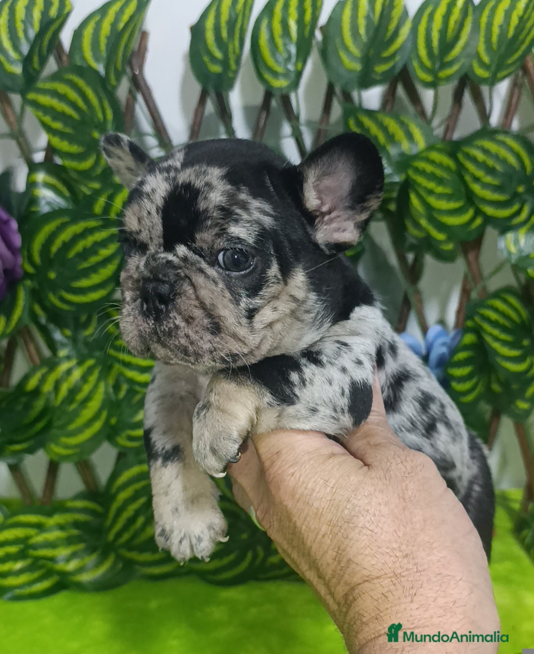 Bulldog Francés perros en venta: Impresionantes bulldog varios colores  - Imagen 6