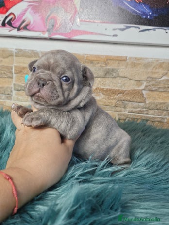 Bulldog Francés perros - Anuncio 17