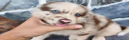 Raza Mixta perros en venta: BORDERPOM (BORDER COLLIE + POMERANIA) - Anuncio 1