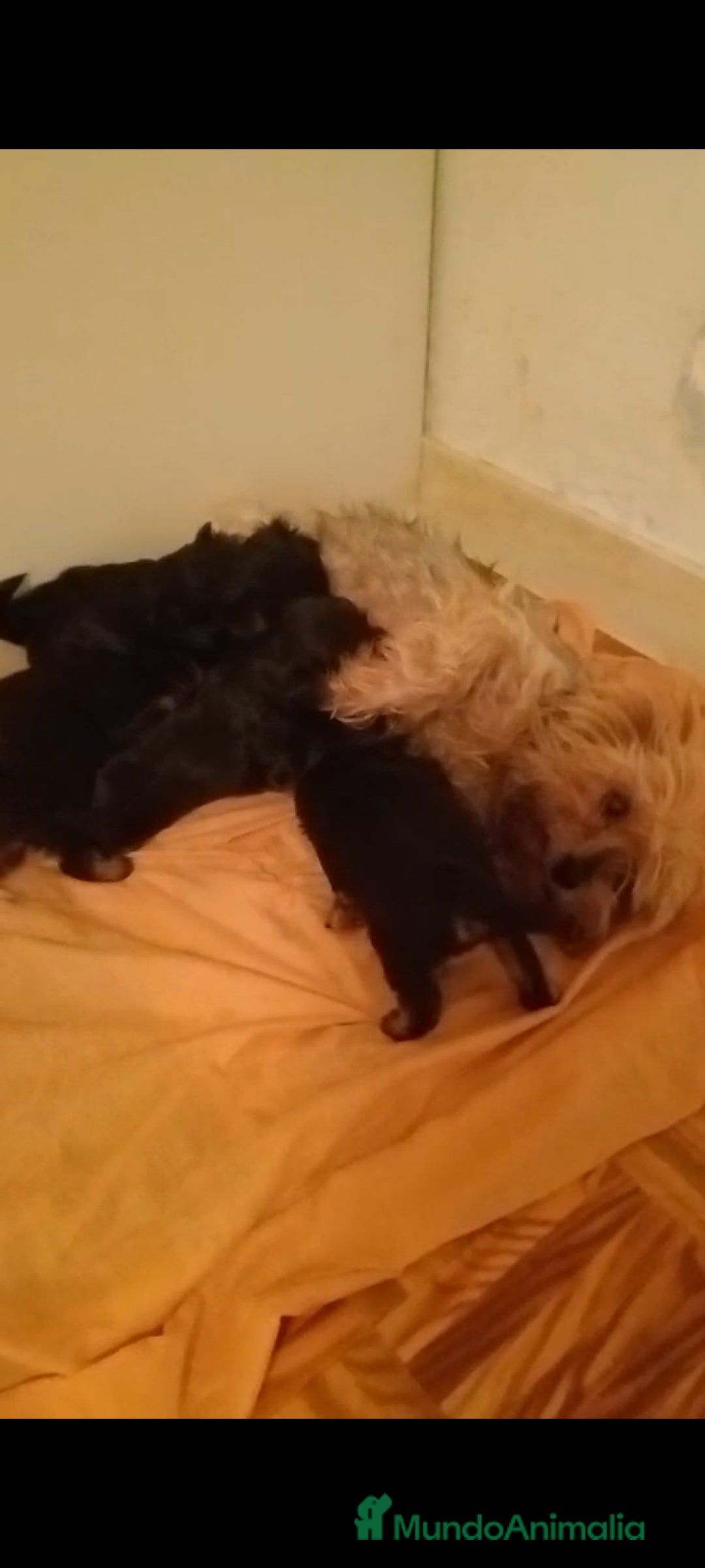 Raza Mixta perros en venta: Mix de yorkshire y chihuhua  - Imagen 4