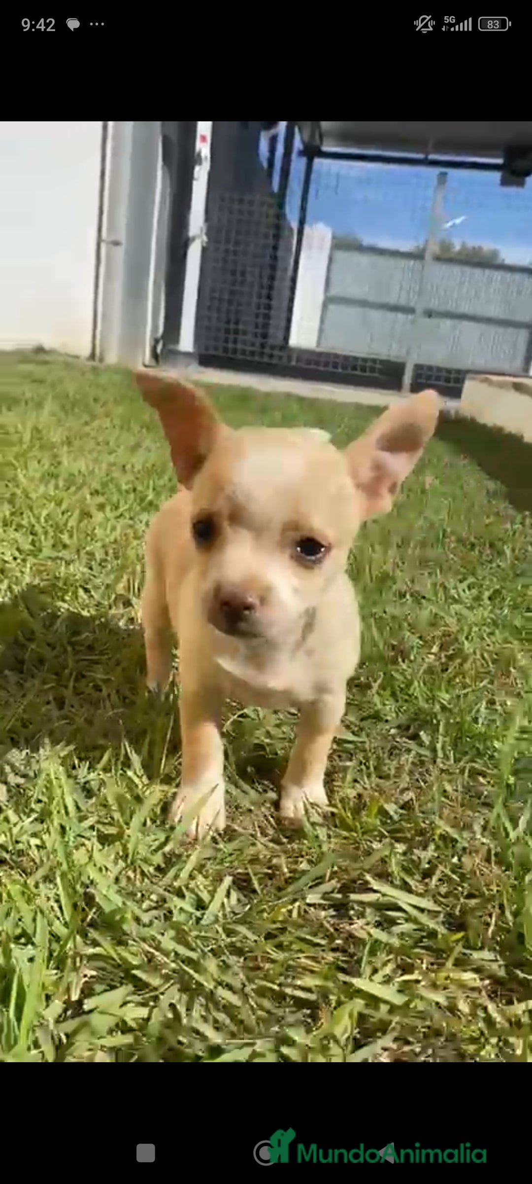 Chihuahua perros en venta: Último chihuahua !! - Imagen 5